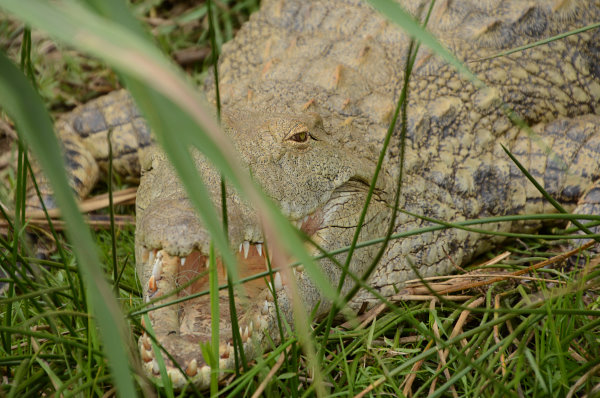 Ein Krokodil