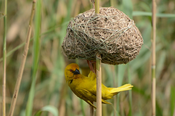 Ein Webervogel