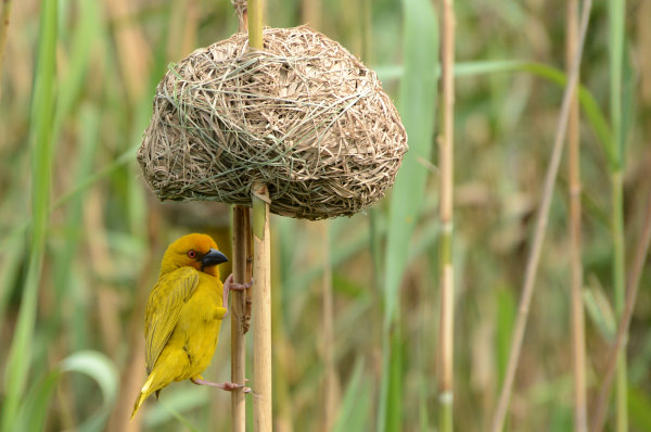 Ein Webervogel
