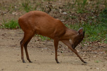 Bild: Ein Duiker Bild: Ein Duiker