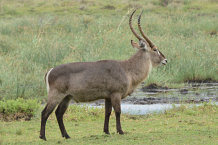 Bild: Ein Wasserbock Bild: Ein Wasserbock