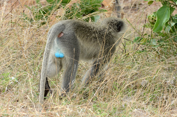 Eine Meerkatze