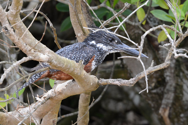 Ein Giant Kingfisher