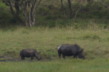 Bild: Rhinos in der Ferne Bild: Rhinos in der Ferne