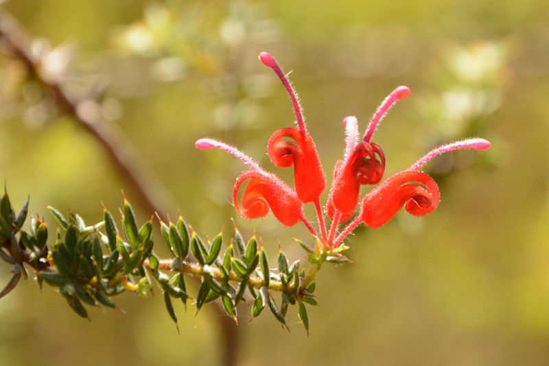 Im Botanischen Garten in Perth