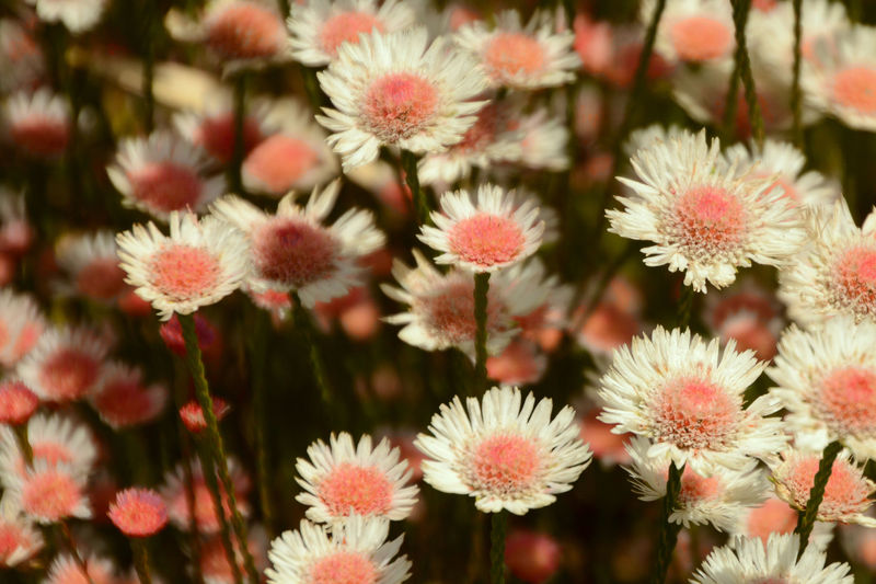 Im Botanischen Garten in Perth