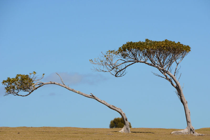 Schiefe Bäume auf Maria Island