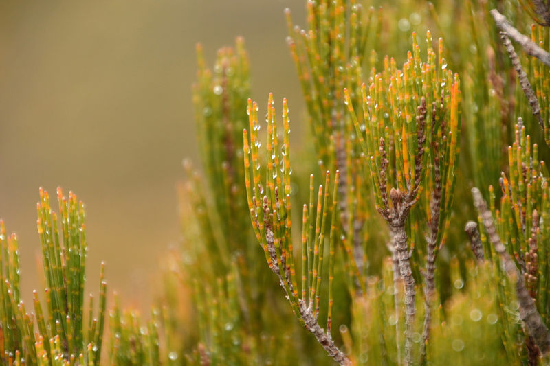 Wassertropfen Wassertropfen