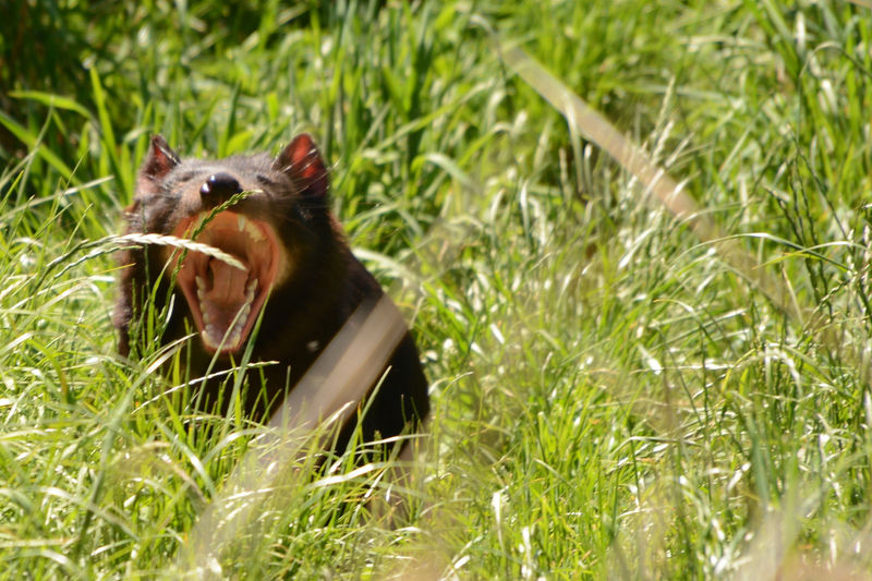 Im Trowunna Wildlife Park Im Trowunna Wildlife Park