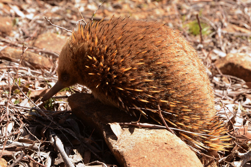 Ein Echidna direkt an der Straße Ein Echidna direkt an der Straße