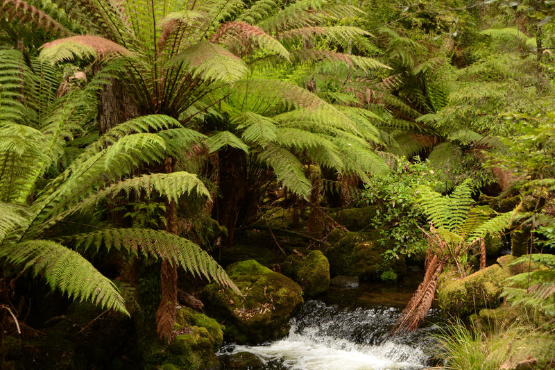 Mount Field NP