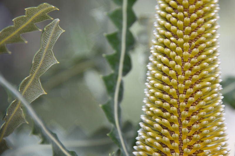 Im Botanischen Garten in Perth