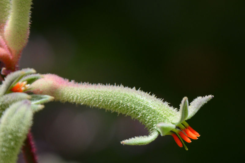 Im Botanischen Garten in Perth