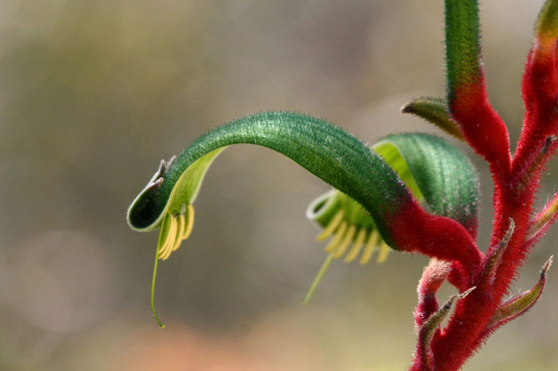 Im Botanischen Garten in Perth