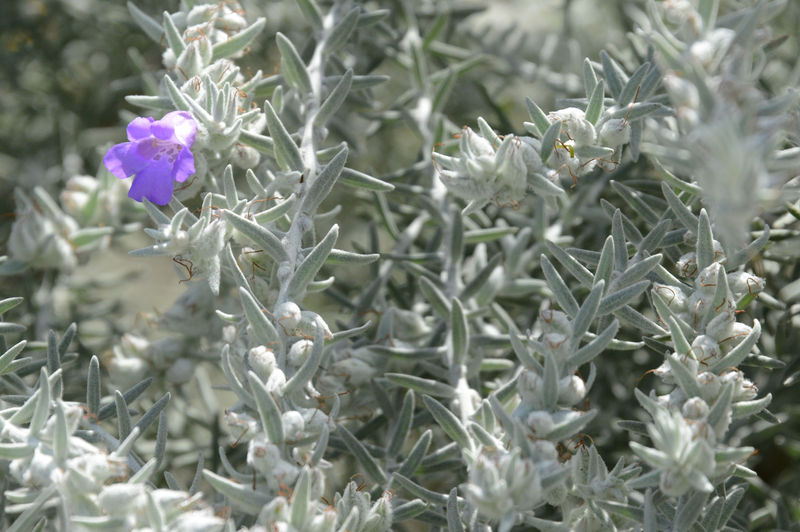 Im Botanischen Garten in Perth