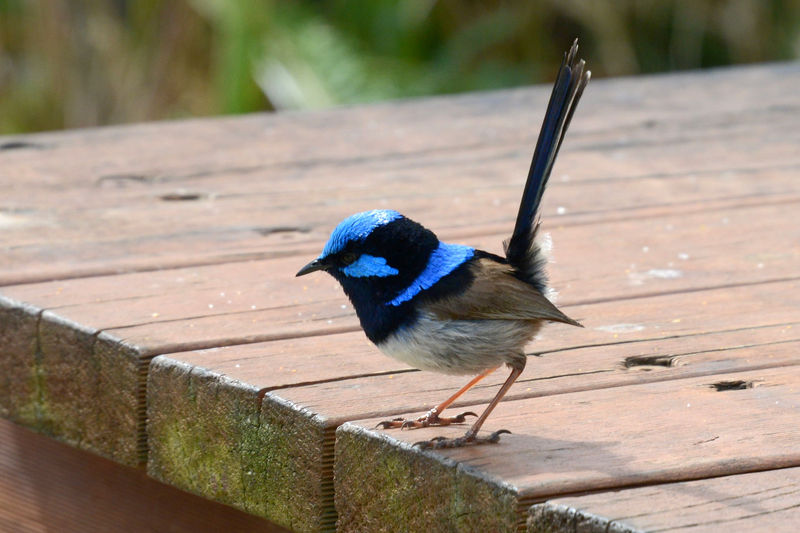 Der erste 'Blue Wren'