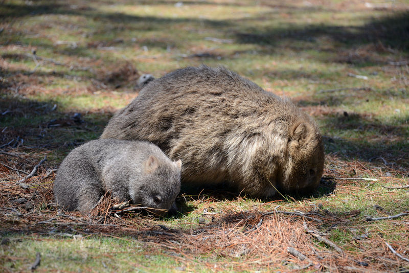 Süße Wombats Süße Wombats