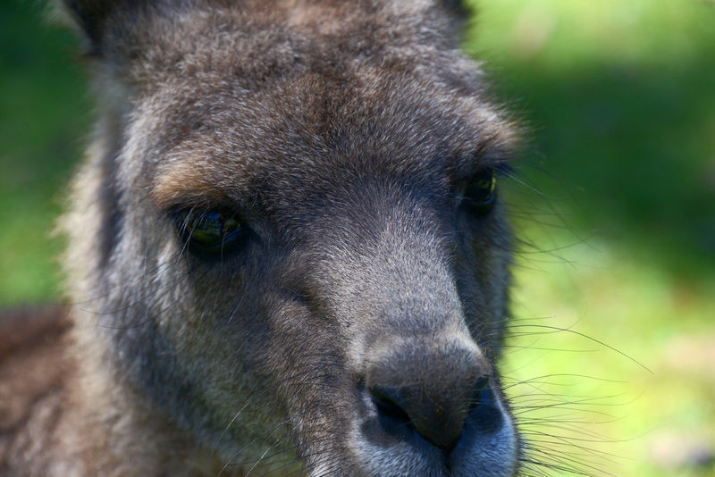 Im Trowunna Wildlife Park Im Trowunna Wildlife Park