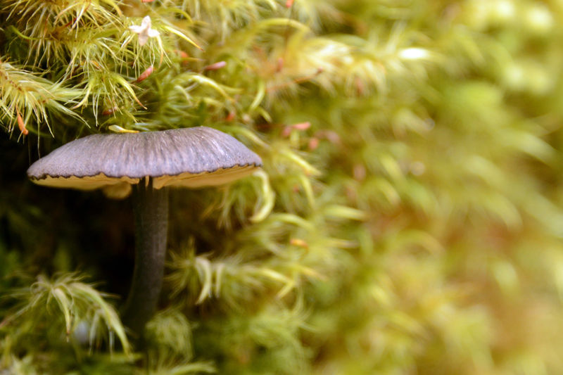 Kleiner Pilz im Moos