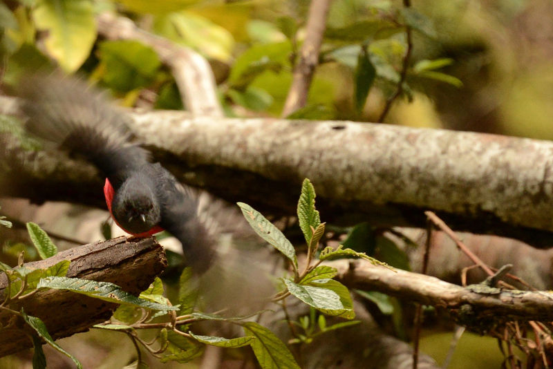 Ein 'Pink Robin' flüchtet