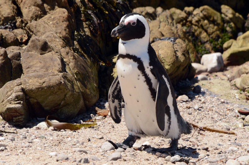 Pinguine in Betty's Bay