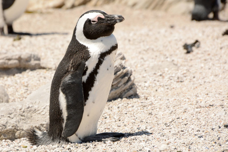 Pinguine in Betty's Bay