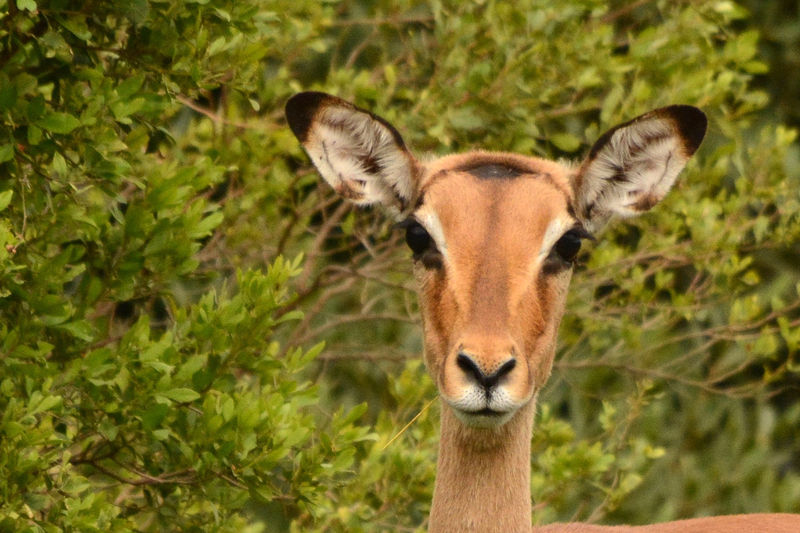 Game Drive in Kariega