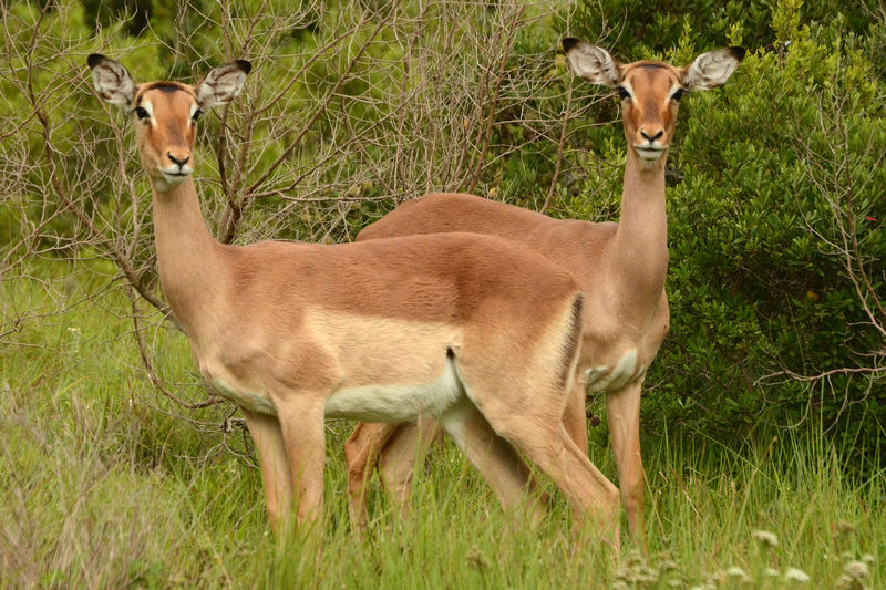 Game Drive in Kariega