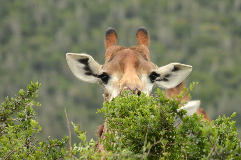 Game Drive in Kariega