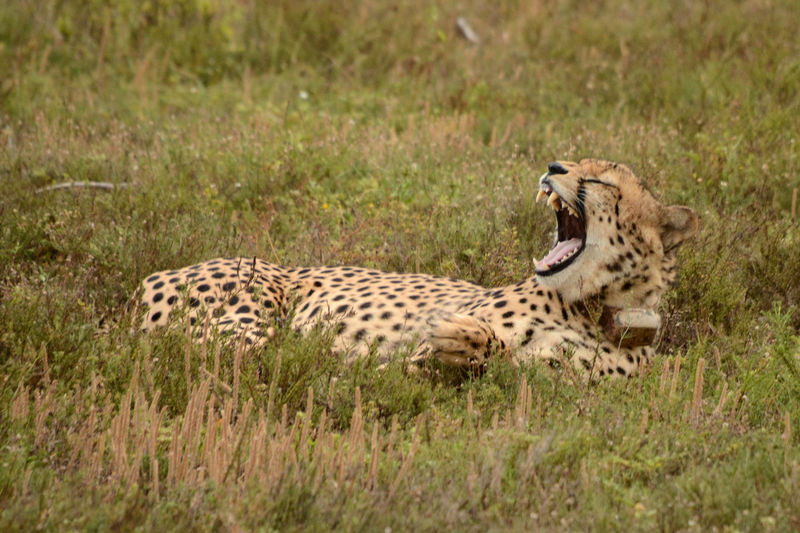 Game Drive in Kariega