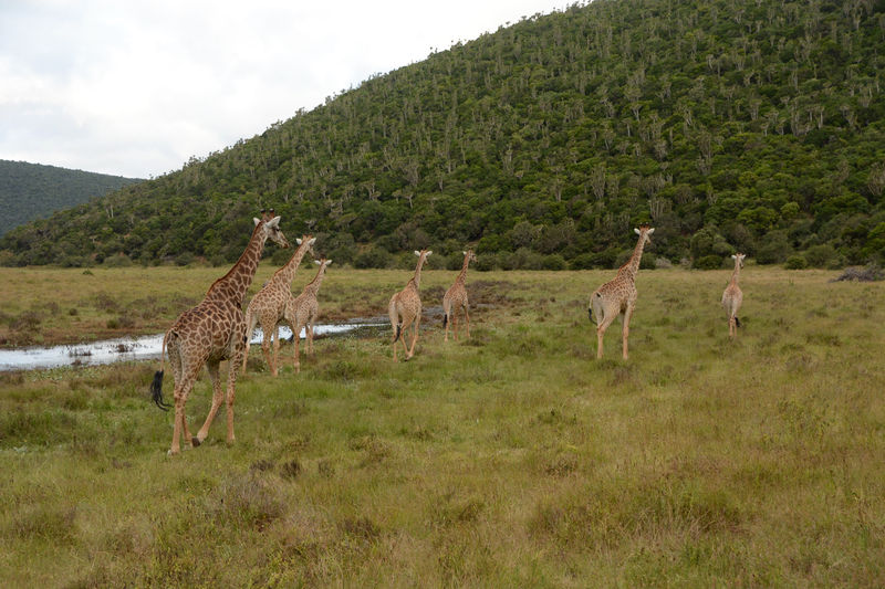 Game Drive in Kariega