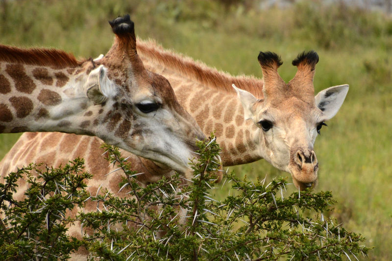 Game Drive in Kariega