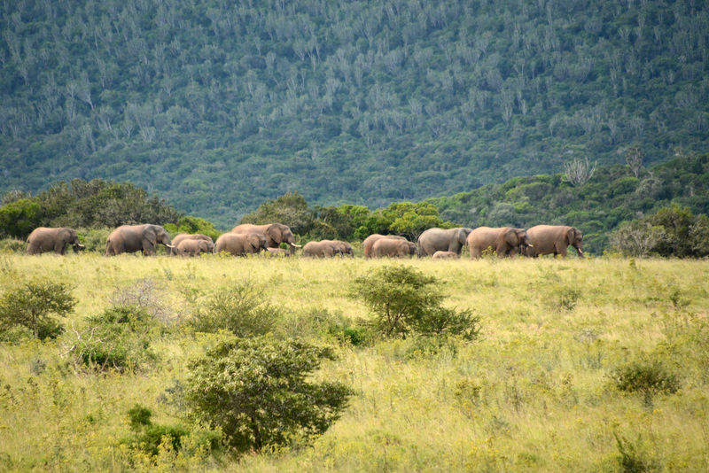 Game Drive in Kariega