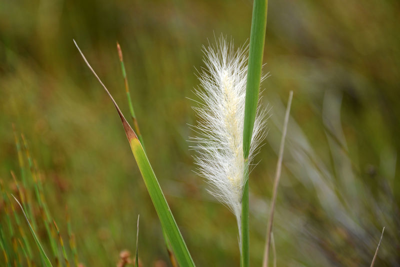 Blühendes Gras in der Dünenlandschaft