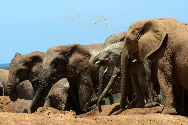 Addo Elephant National Park