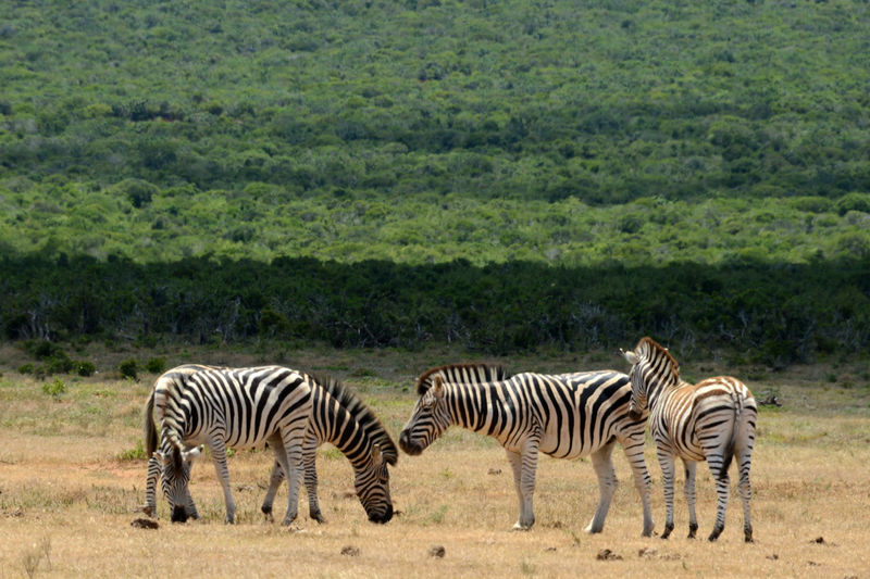 Addo Elephant National Park