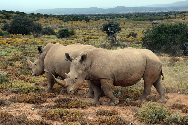 Weisses Nashorn