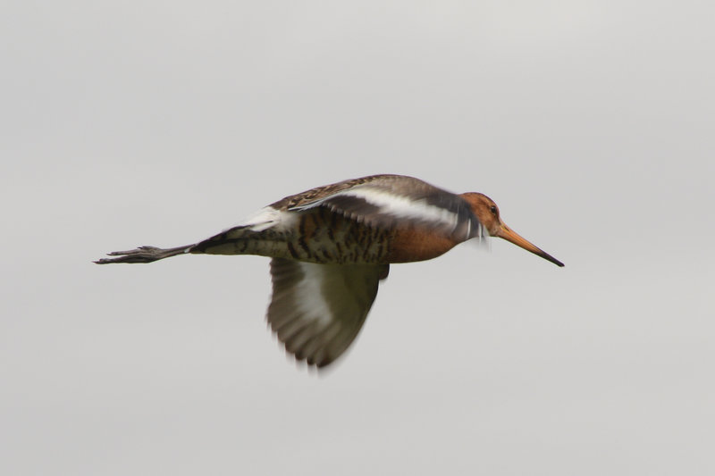 Die Uferschnepfe posiert für uns
