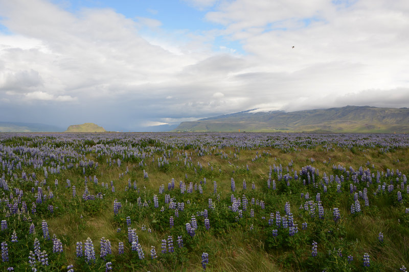 Die Uferschnepfe posiert für uns