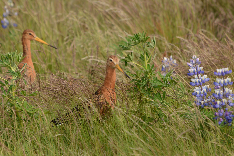 Die Uferschnepfe posiert für uns