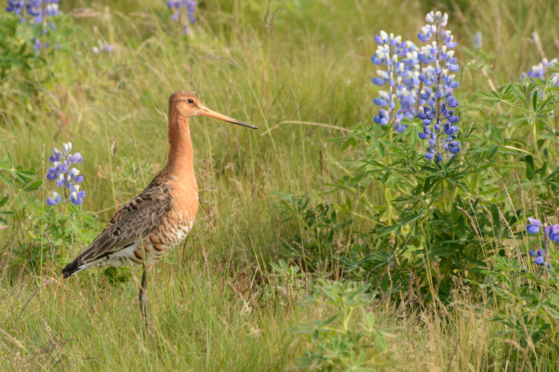 Die Uferschnepfe posiert für uns