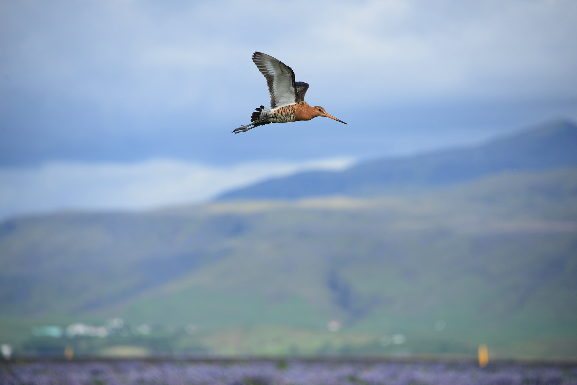 Die Uferschnepfe posiert für uns