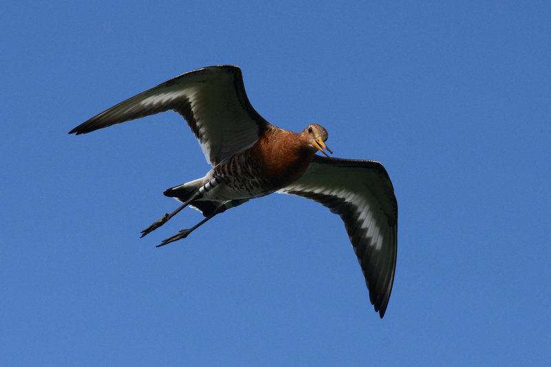 Die Uferschnepfe posiert für uns