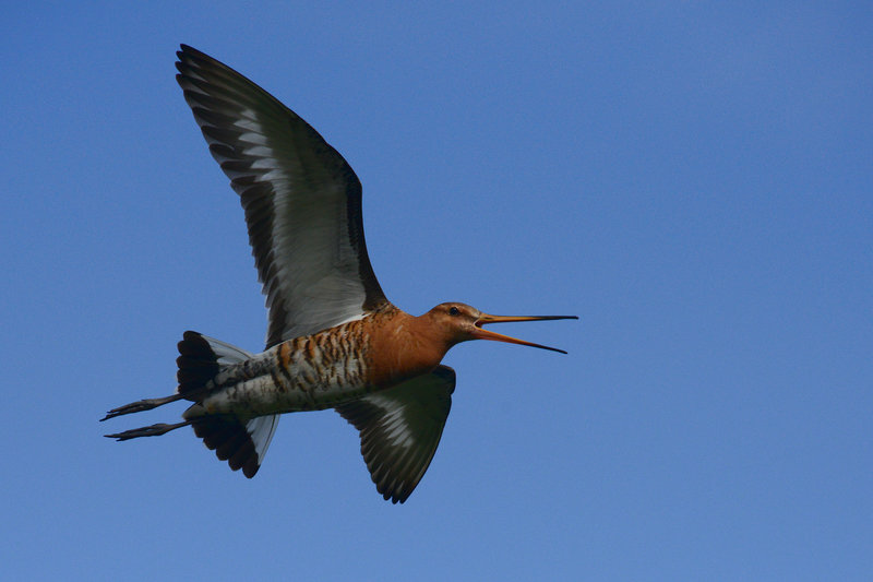 Die Uferschnepfe posiert für uns