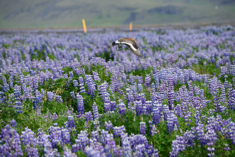 Die Uferschnepfe posiert für uns