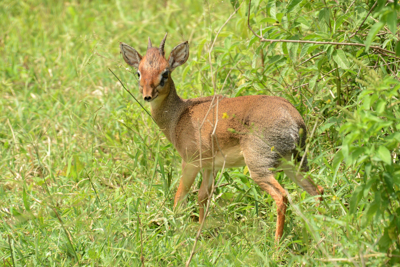 Weil unser Beider Liebling - hier nochmals ein Dikdik