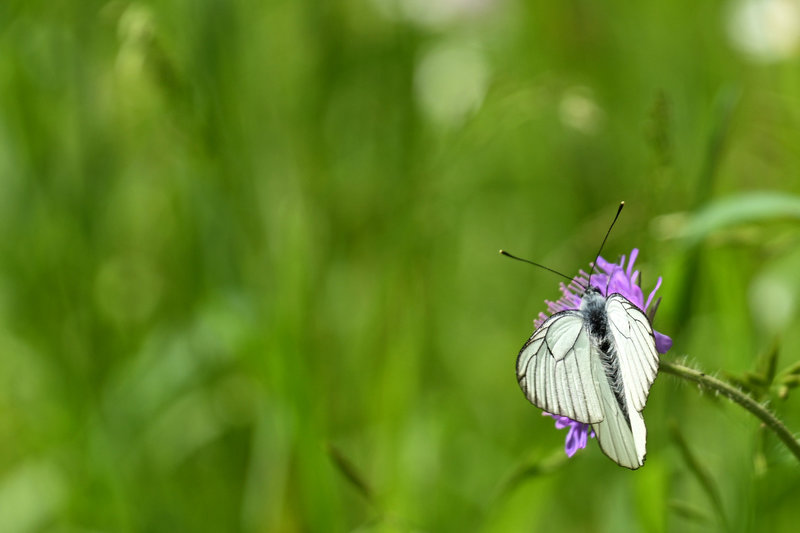 Blümchen mit Schmetterling