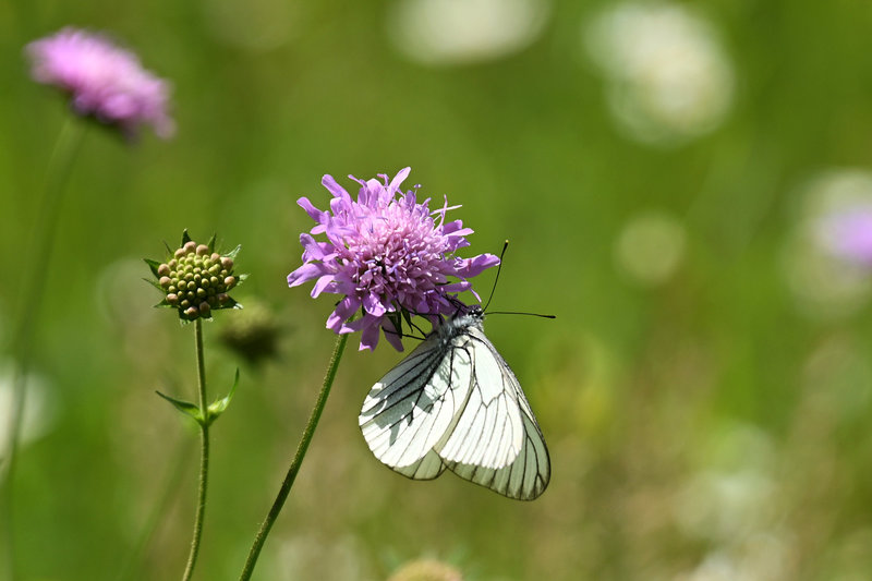 Blümchen mit Schmetterling