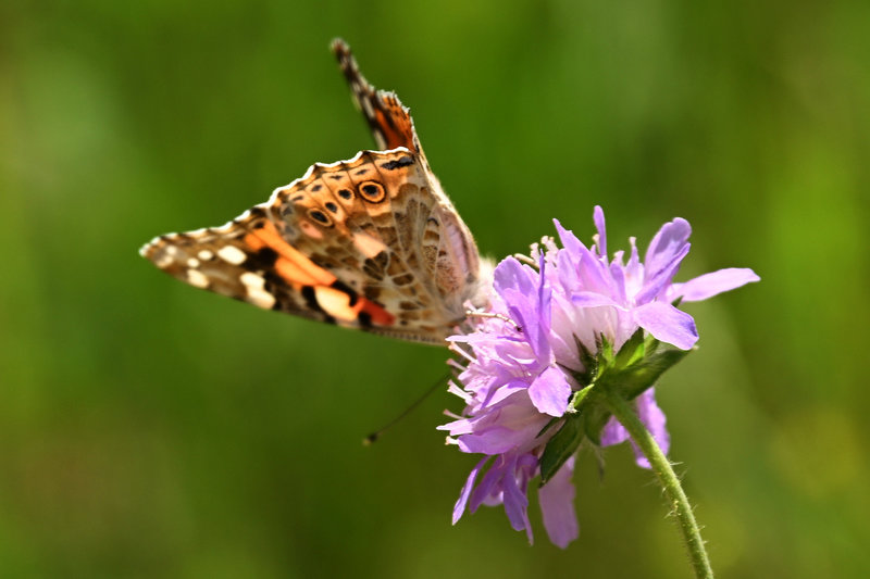 Blümchen mit Schmetterling