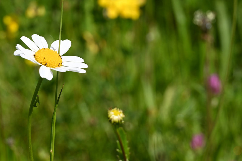 Die ersten Blümchen in der Sonne